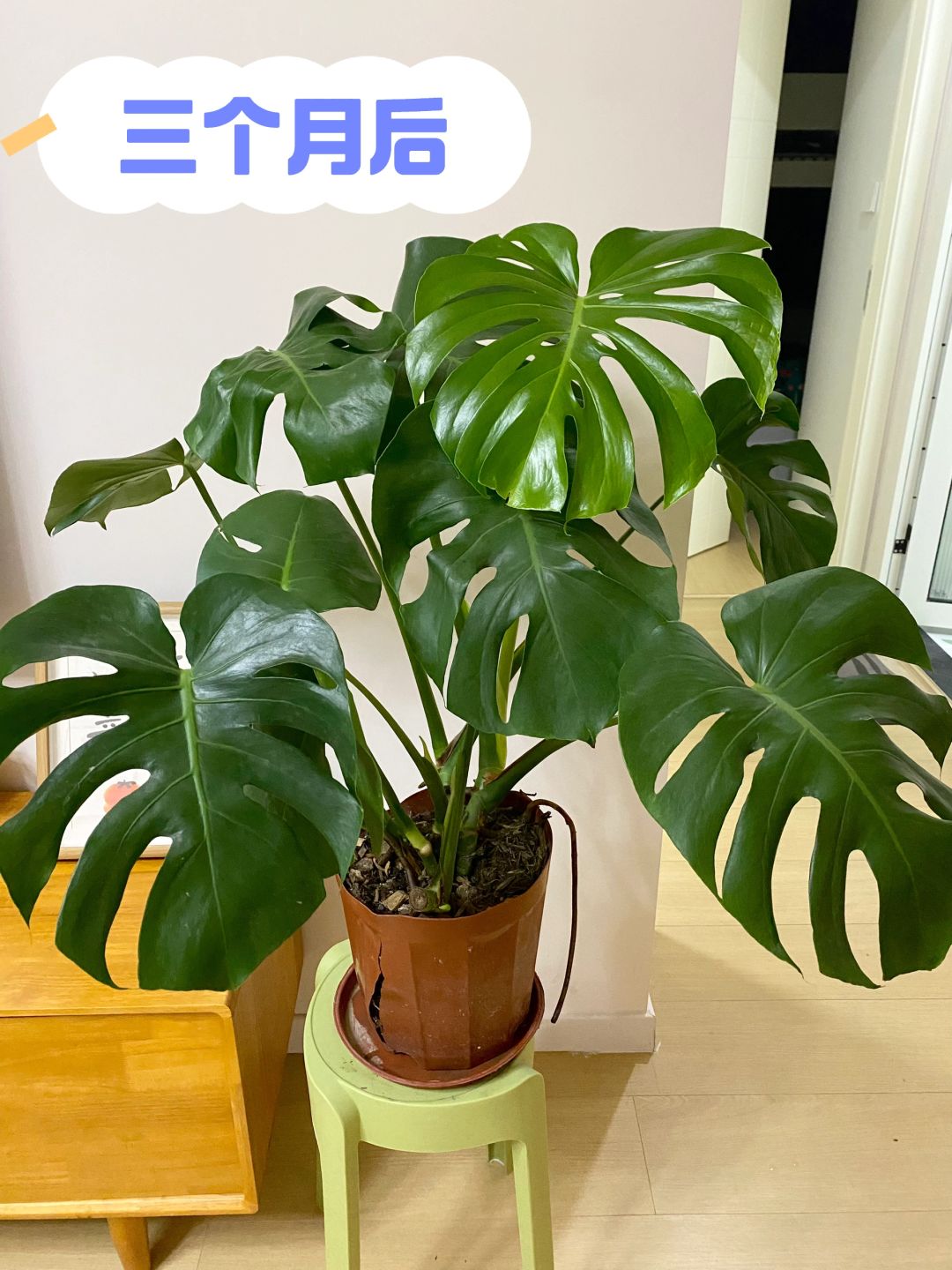 I bought the Monstera deliciosa following the trend, but I grew it into this