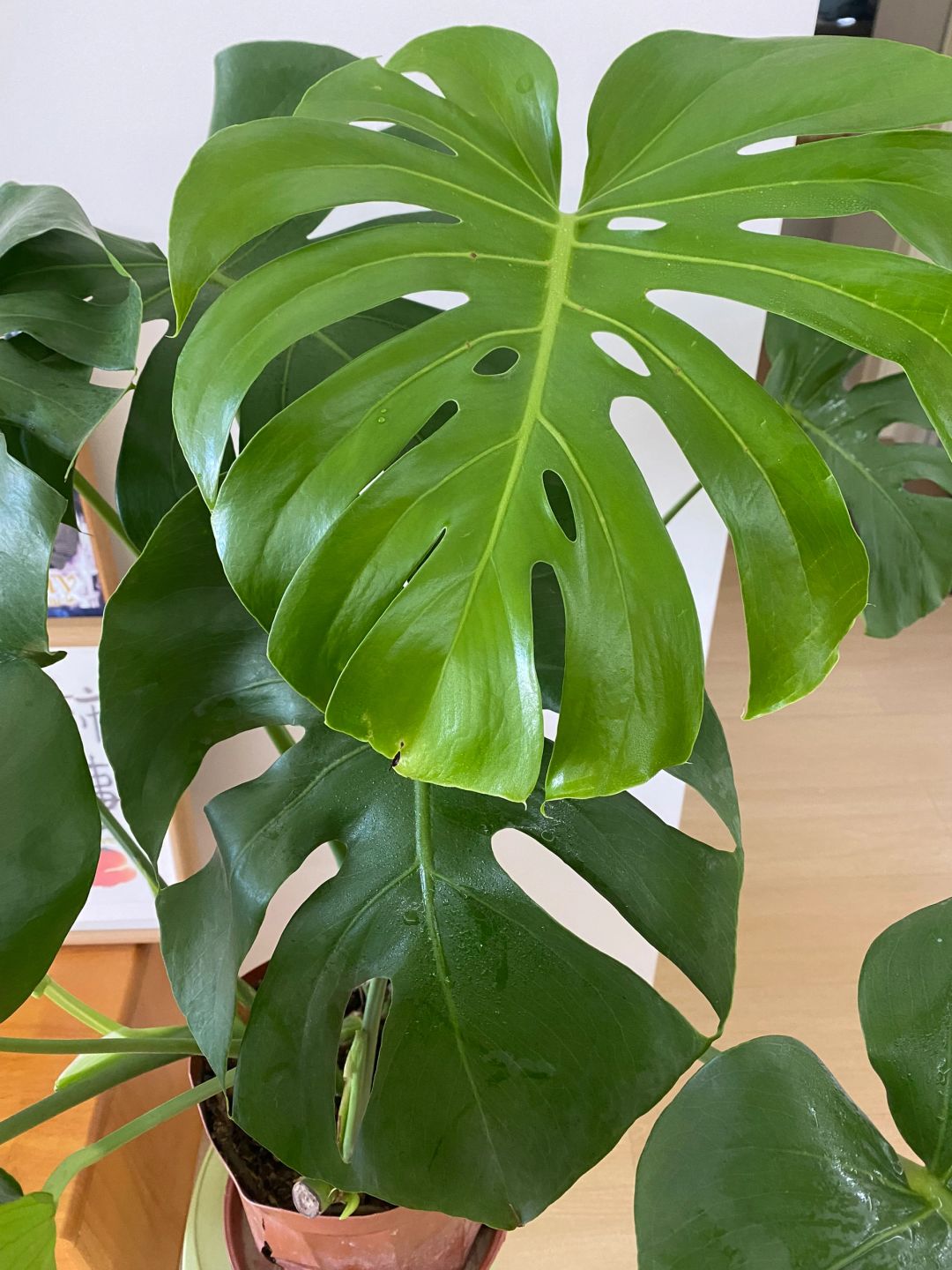 I bought the Monstera deliciosa following the trend, but I grew it into this