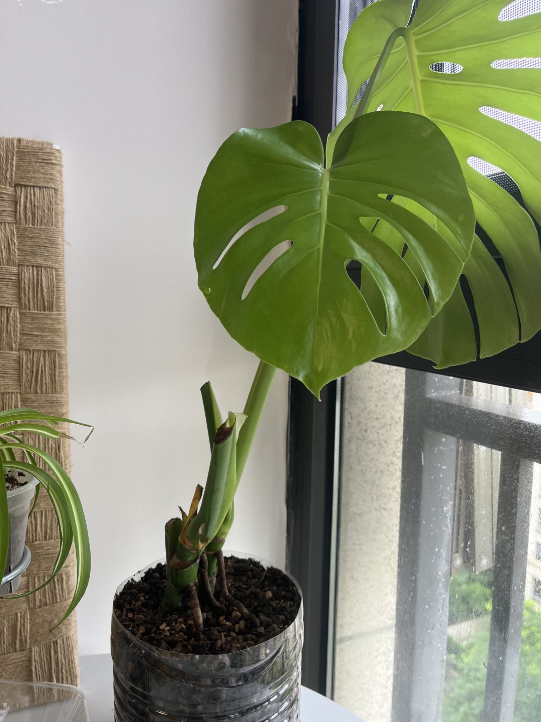 I feel like I have gained experience in growing Monstera