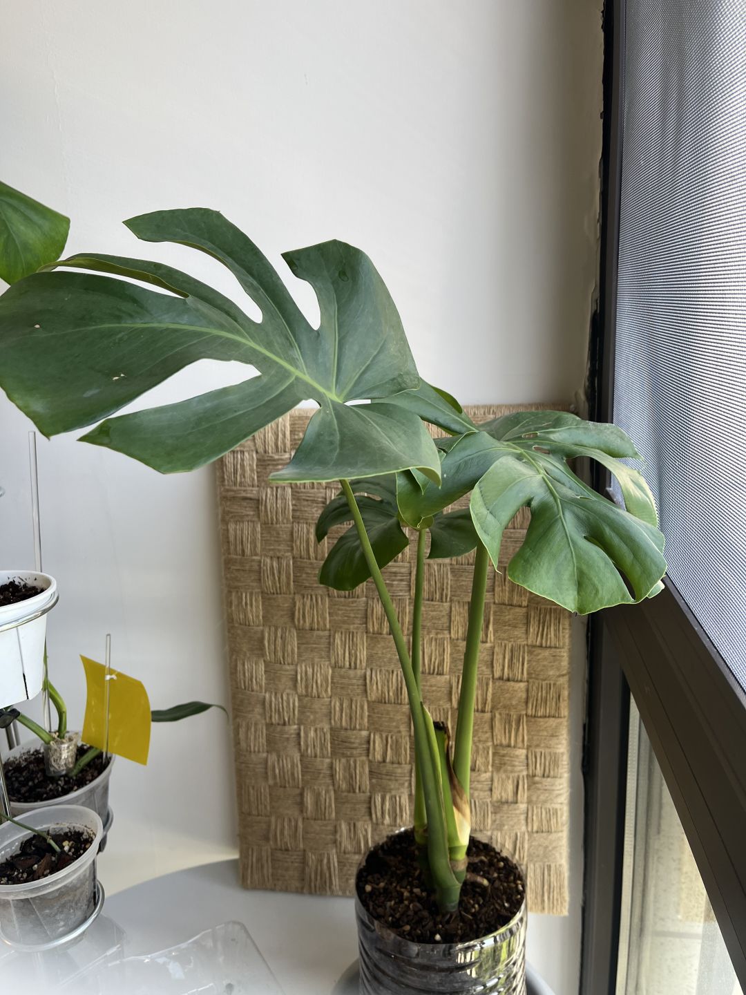 I feel like I have gained experience in growing Monstera