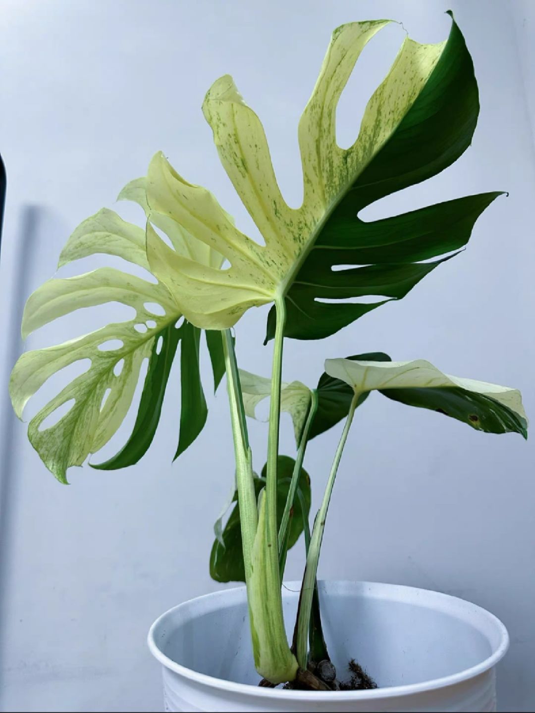 I'm crying! Finally someone can list the maintenance of the variegated Monstera