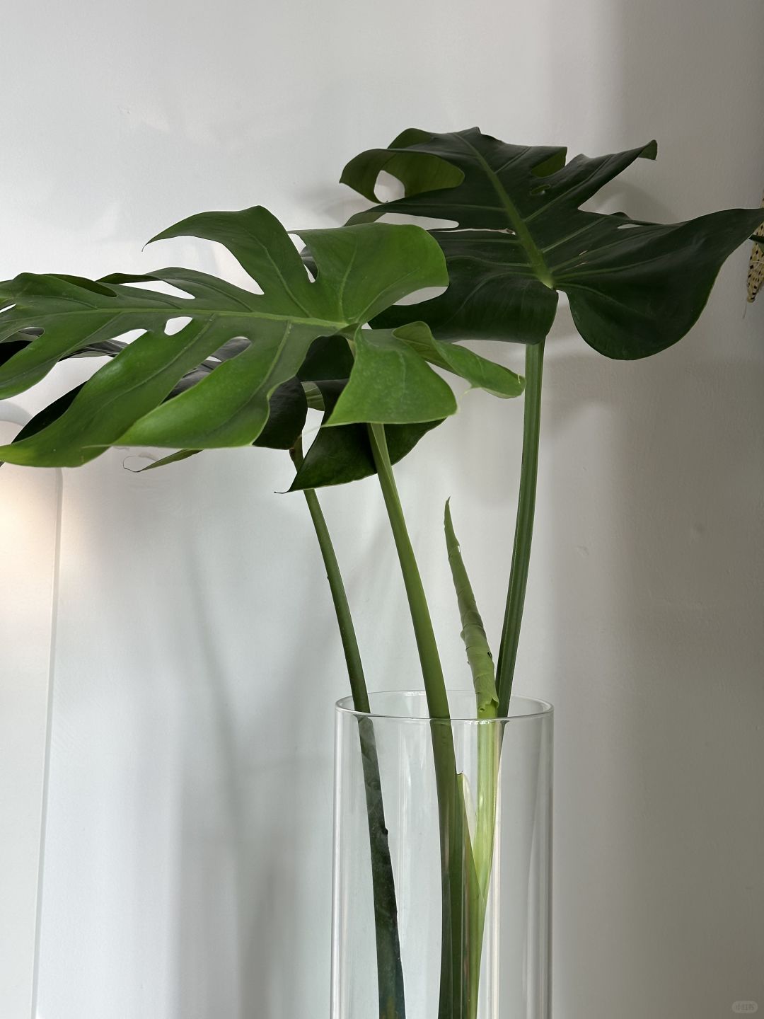 🪴｜Is it true that Monstera can’t be grown in water all the time?