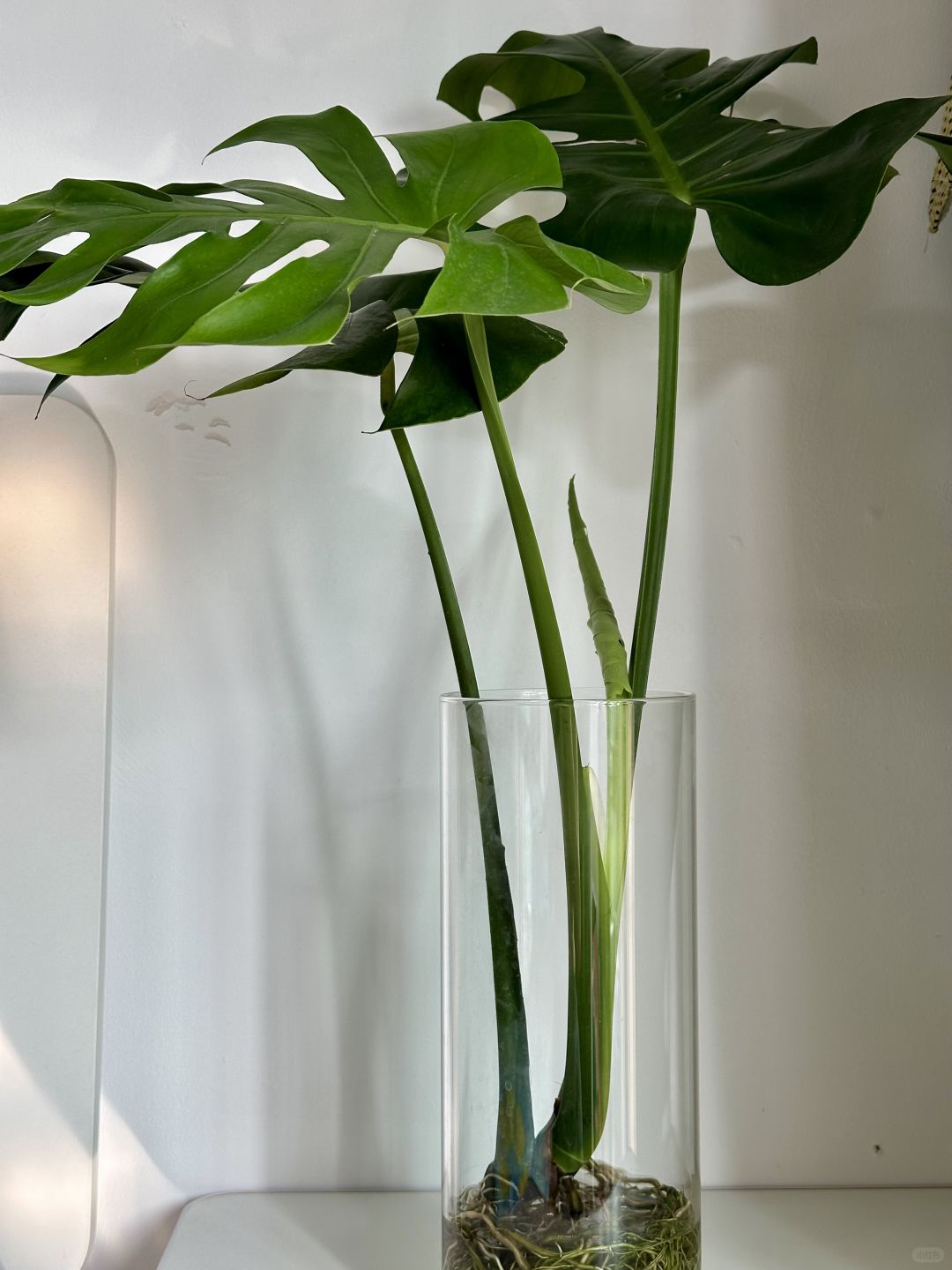 🪴｜Is it true that Monstera can’t be grown in water all the time?