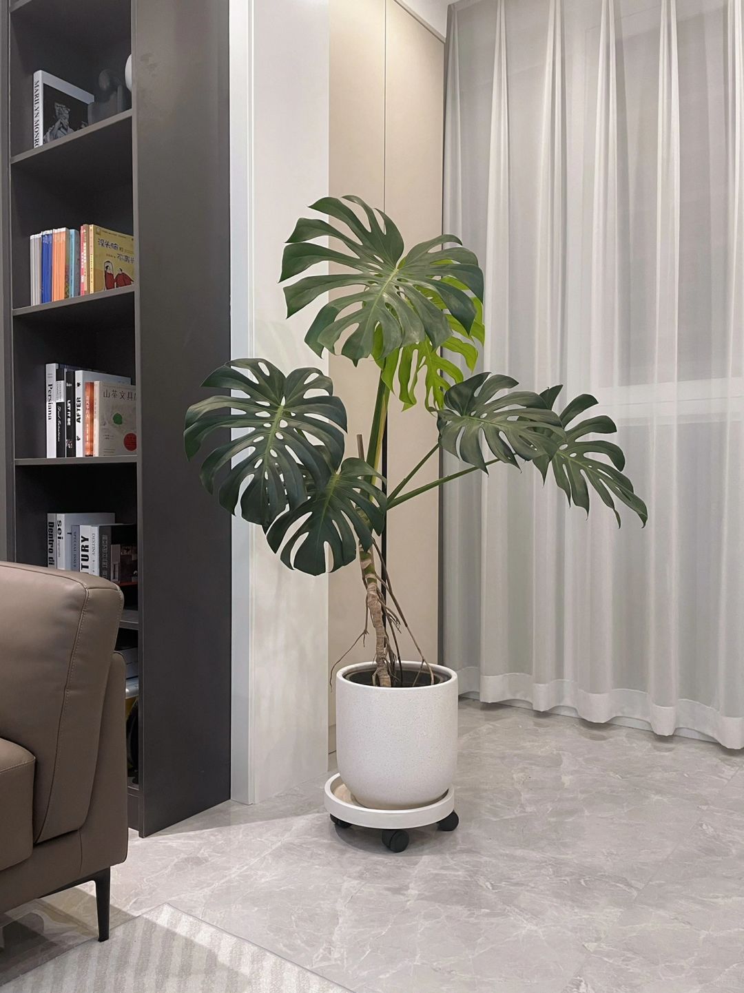 Lazy people suggest that everyone should grow Monstera, growing new leaves is so rewarding