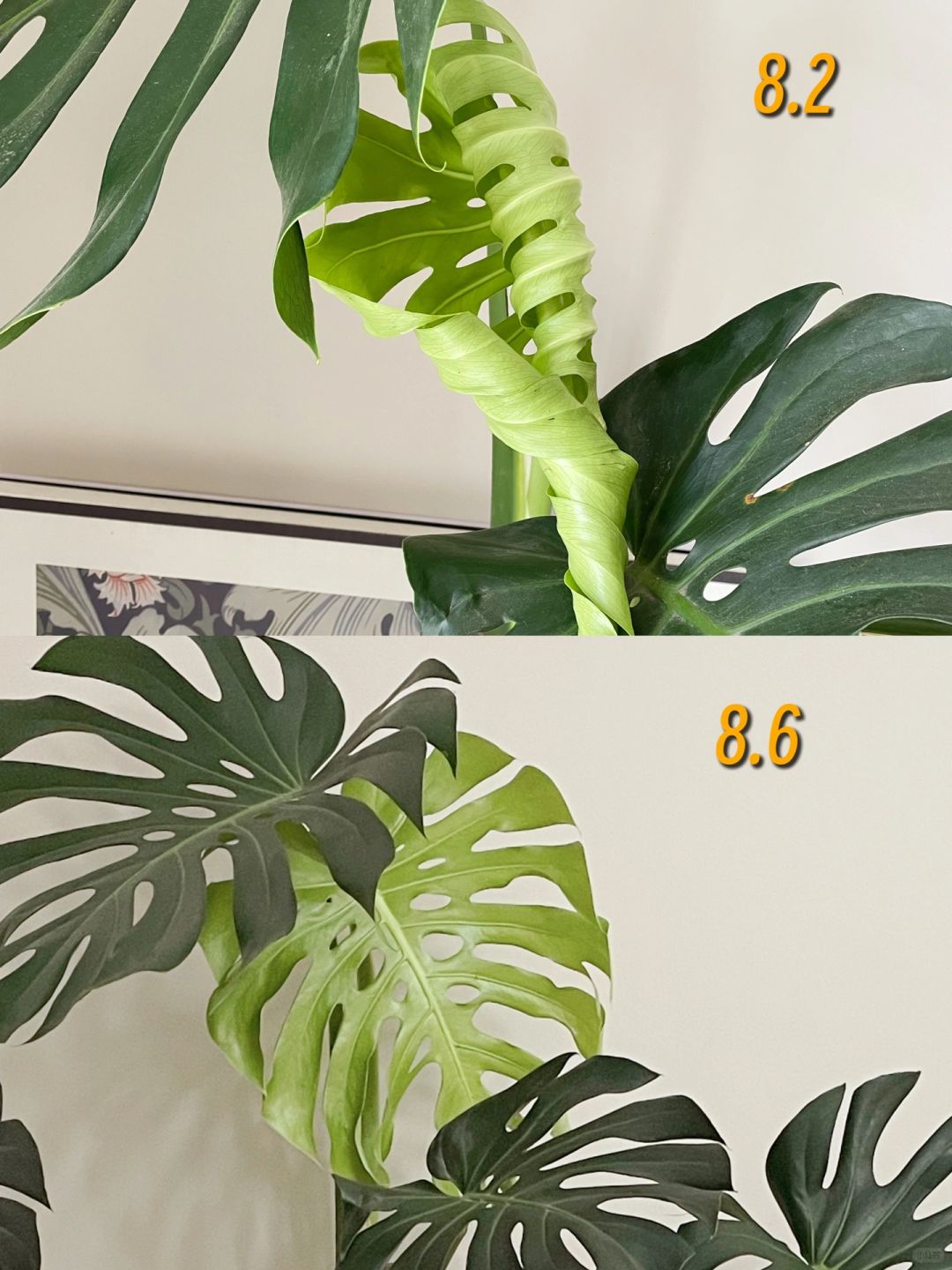 Lazy people suggest that everyone should grow Monstera, growing new leaves is so rewarding