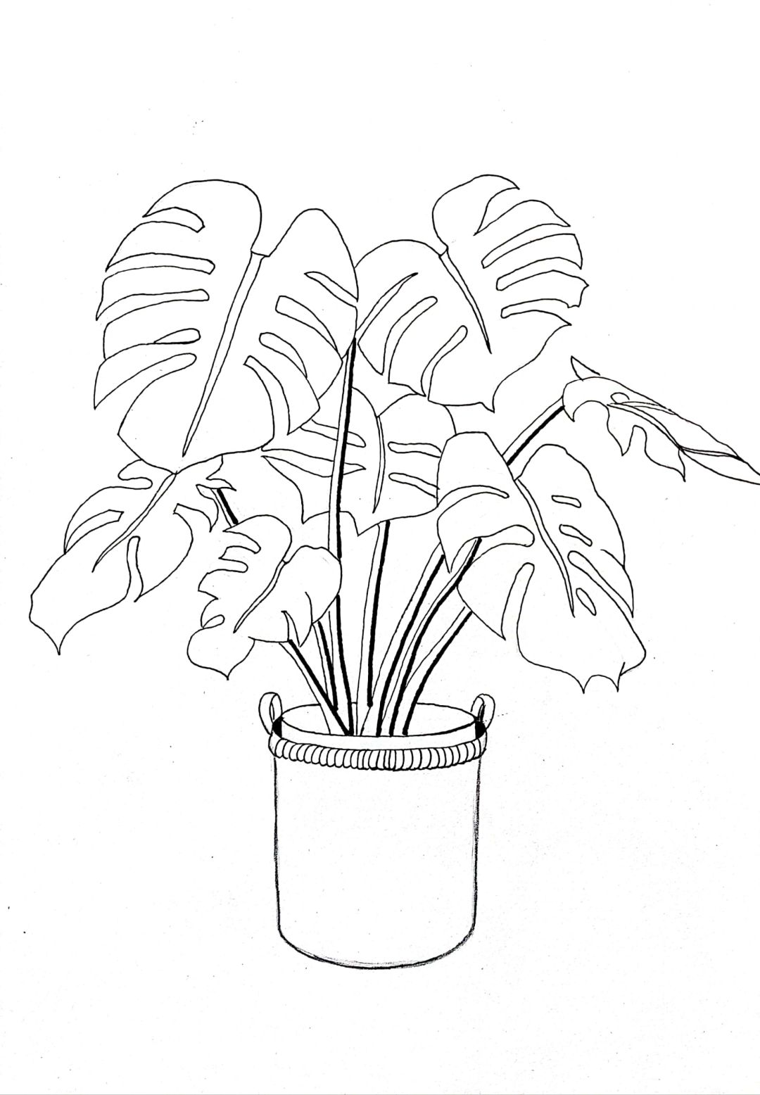 Line drawing work - Monstera