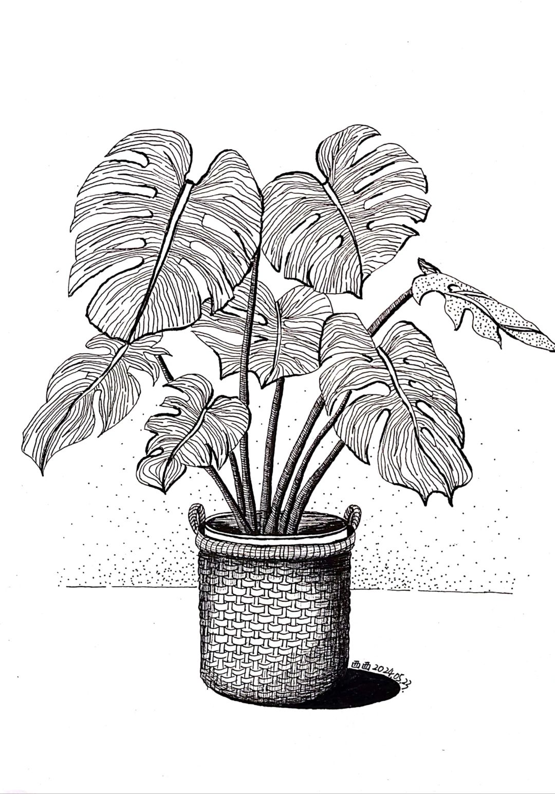 Line drawing work - Monstera