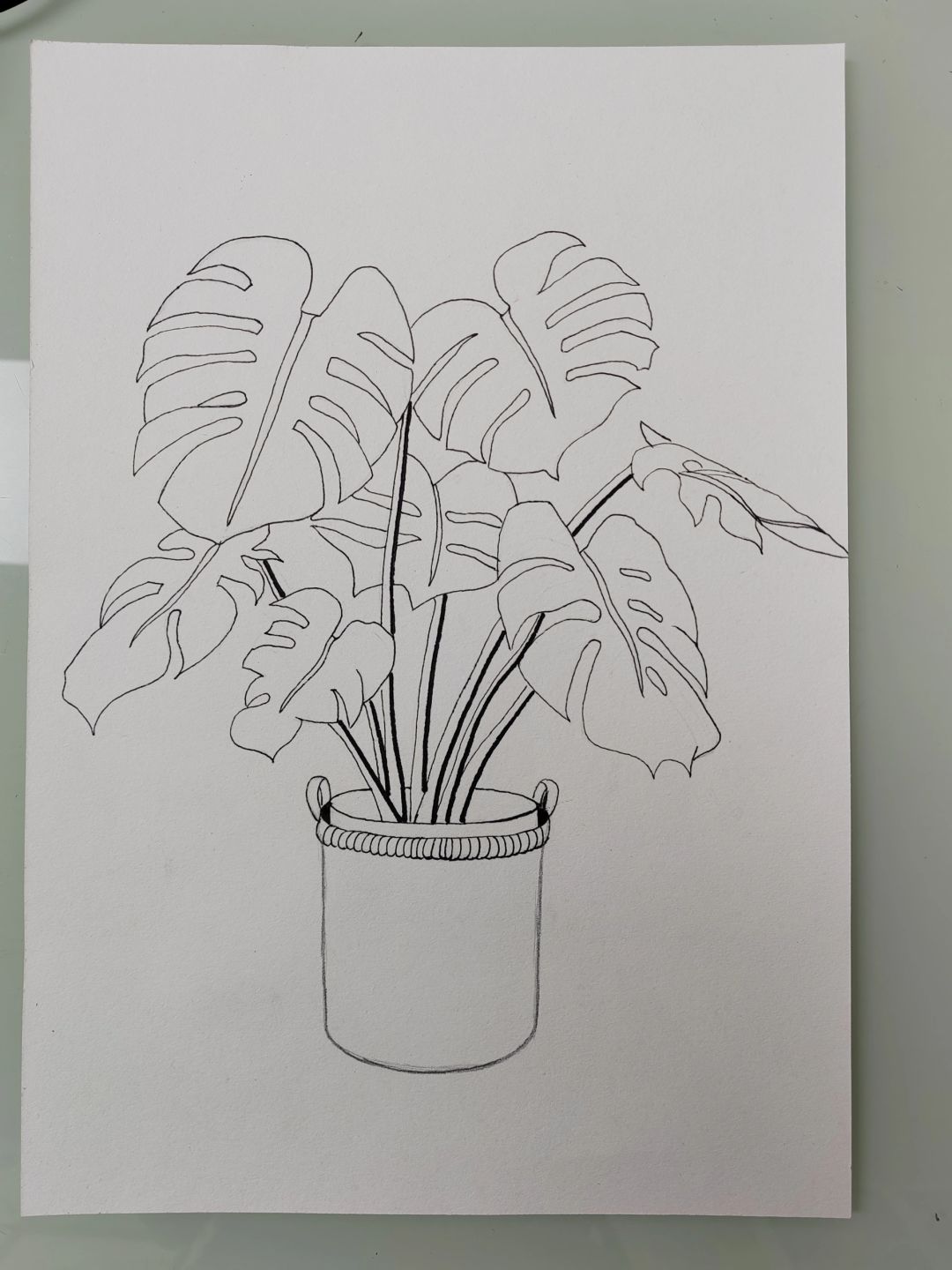 Line drawing work - Monstera