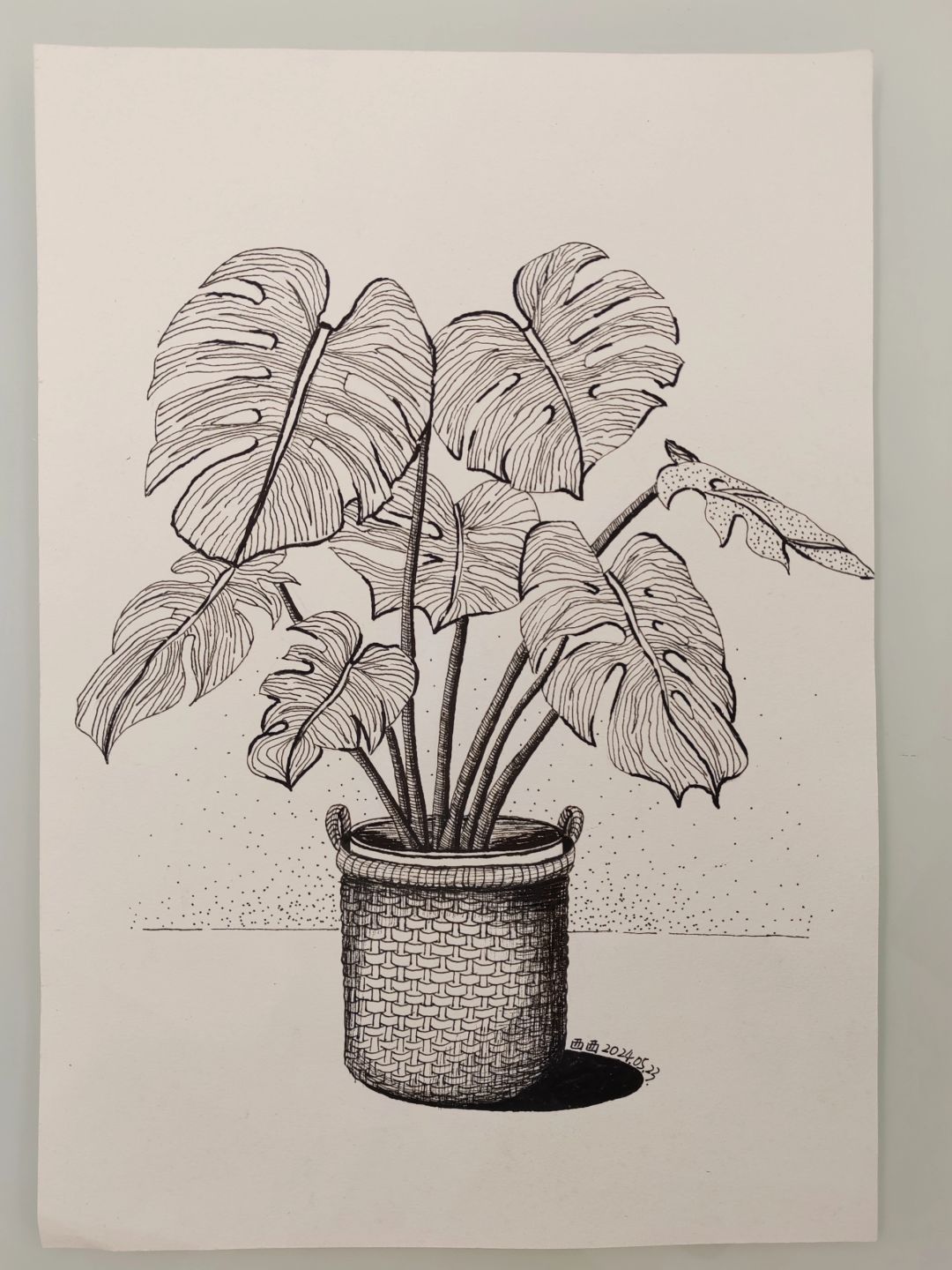 Line drawing work - Monstera