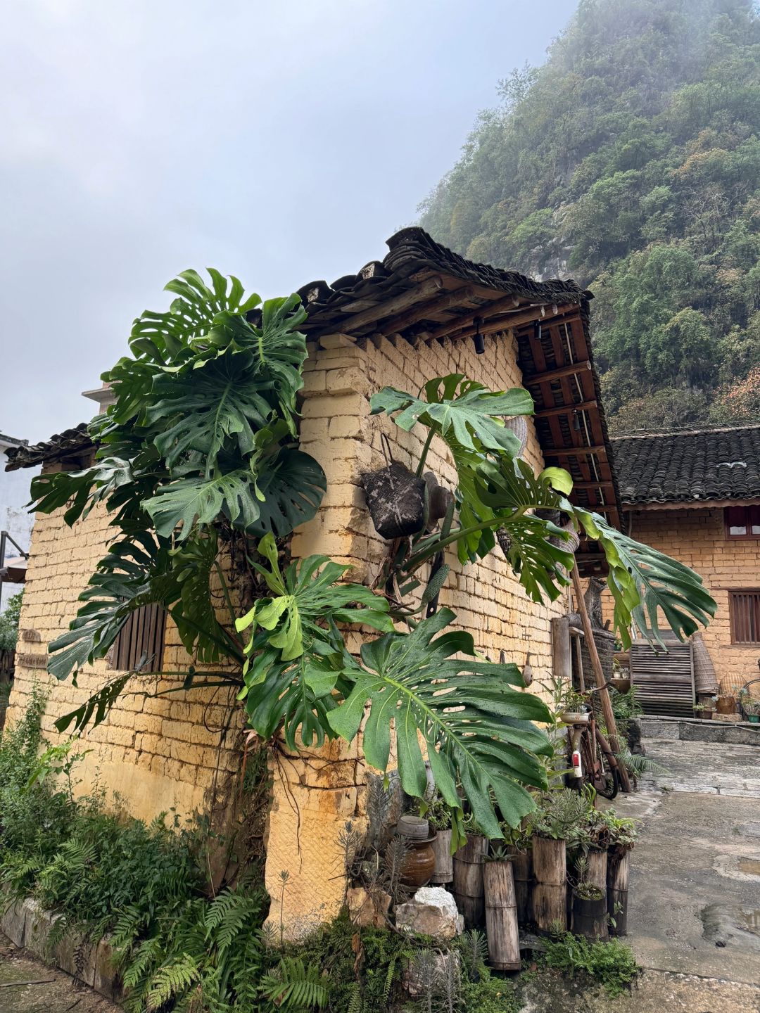 Monstera growing on the wall, ready to cover the house