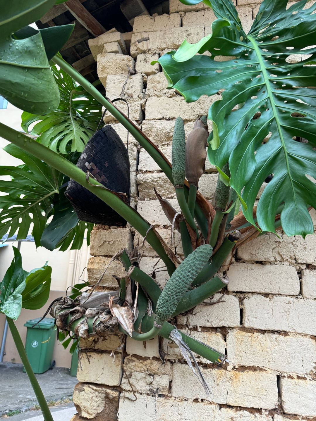 Monstera growing on the wall, ready to cover the house