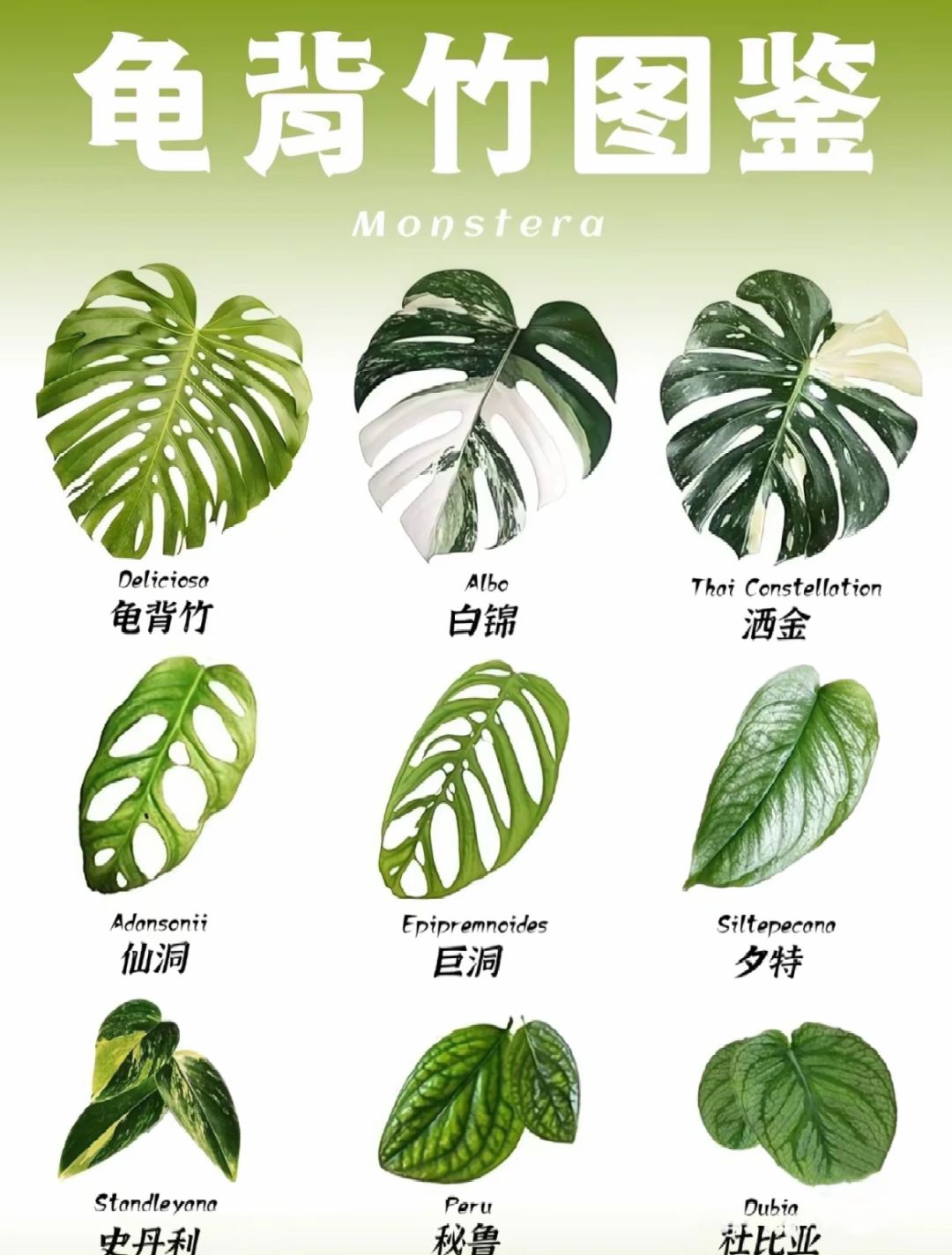 ❣️Monstera illustrations, which variety do you like?