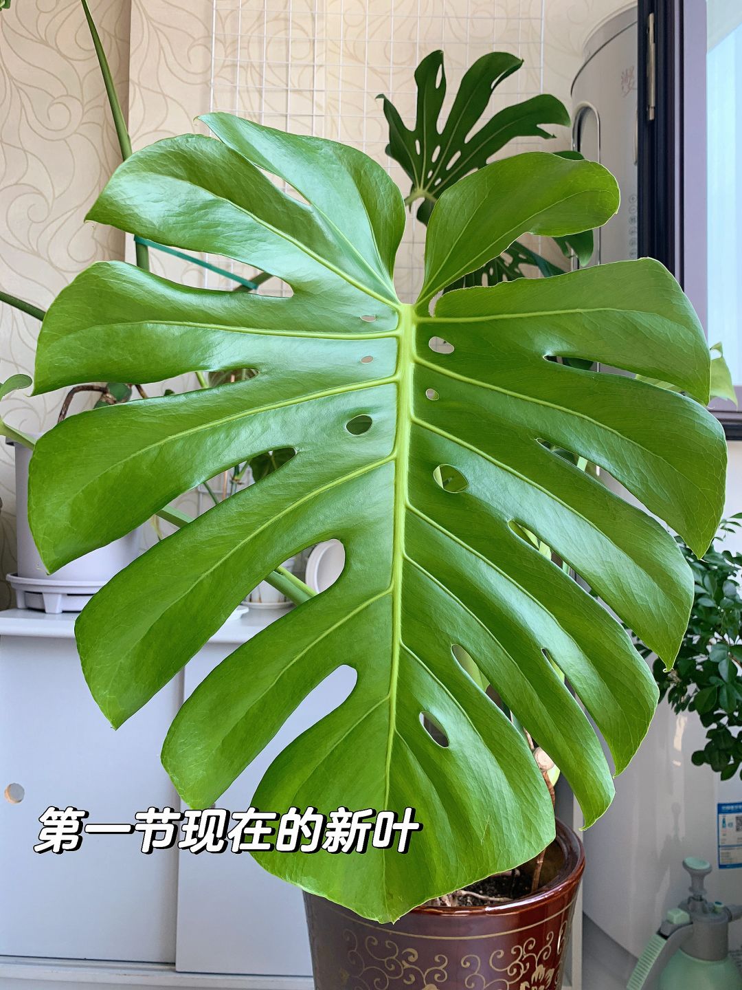 Monstera, keep cutting...