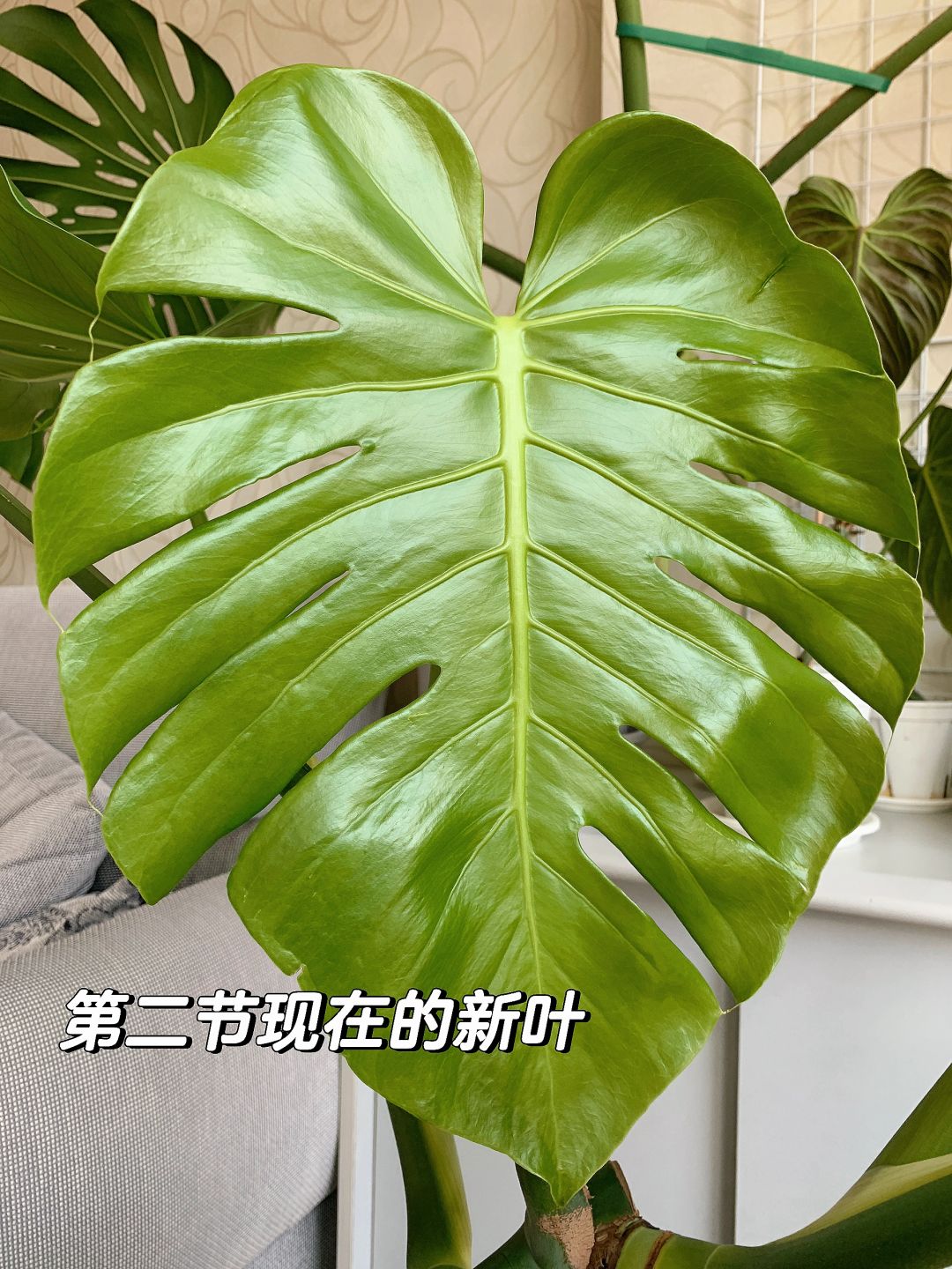 Monstera, keep cutting...