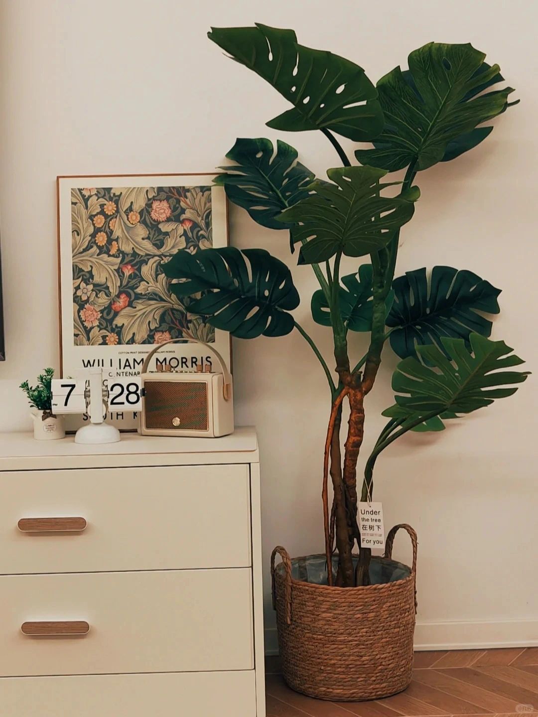 Monstera 🌿｜Recommended green plants for home