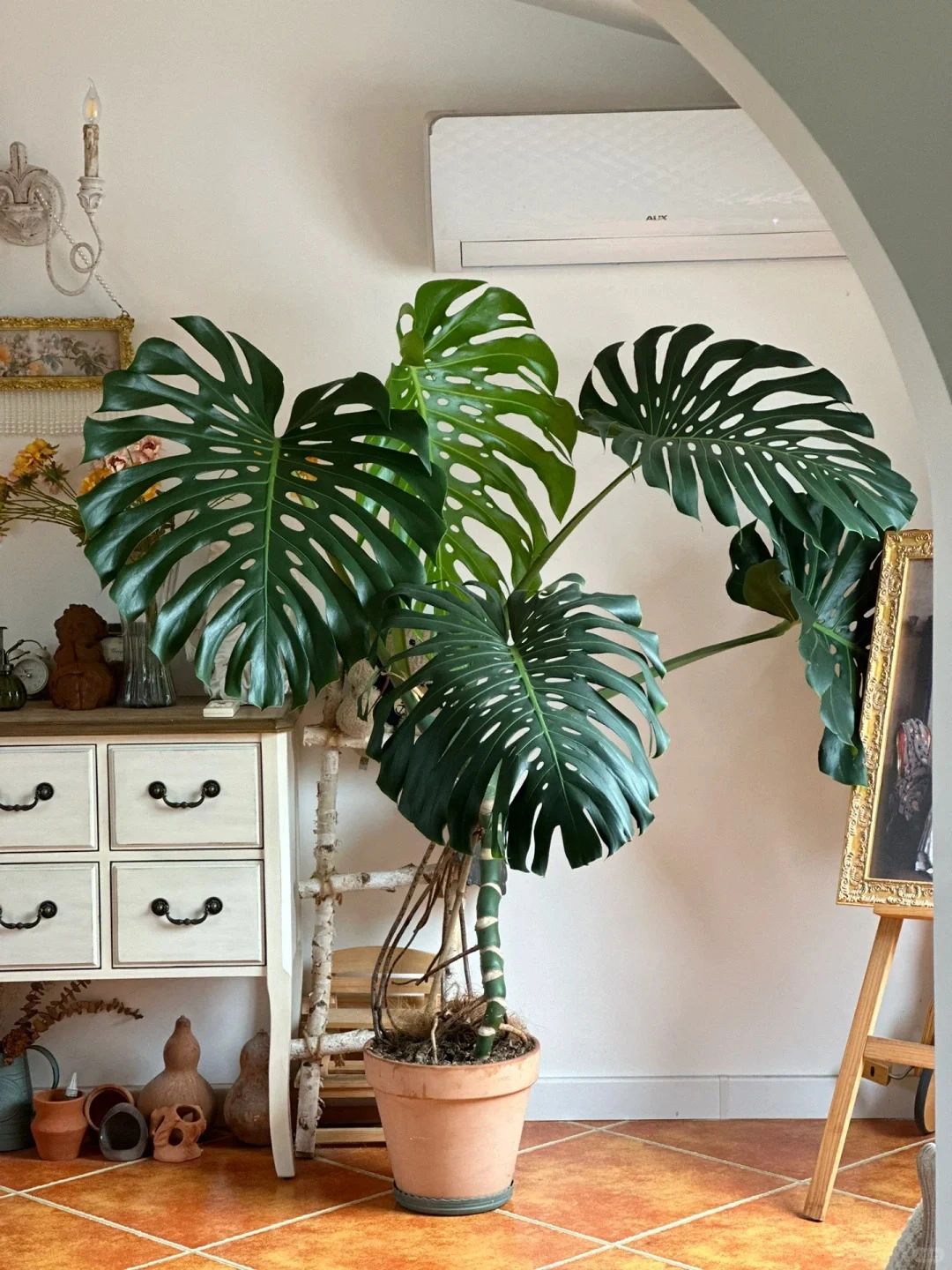 Monstera 🌿｜Recommended green plants for home