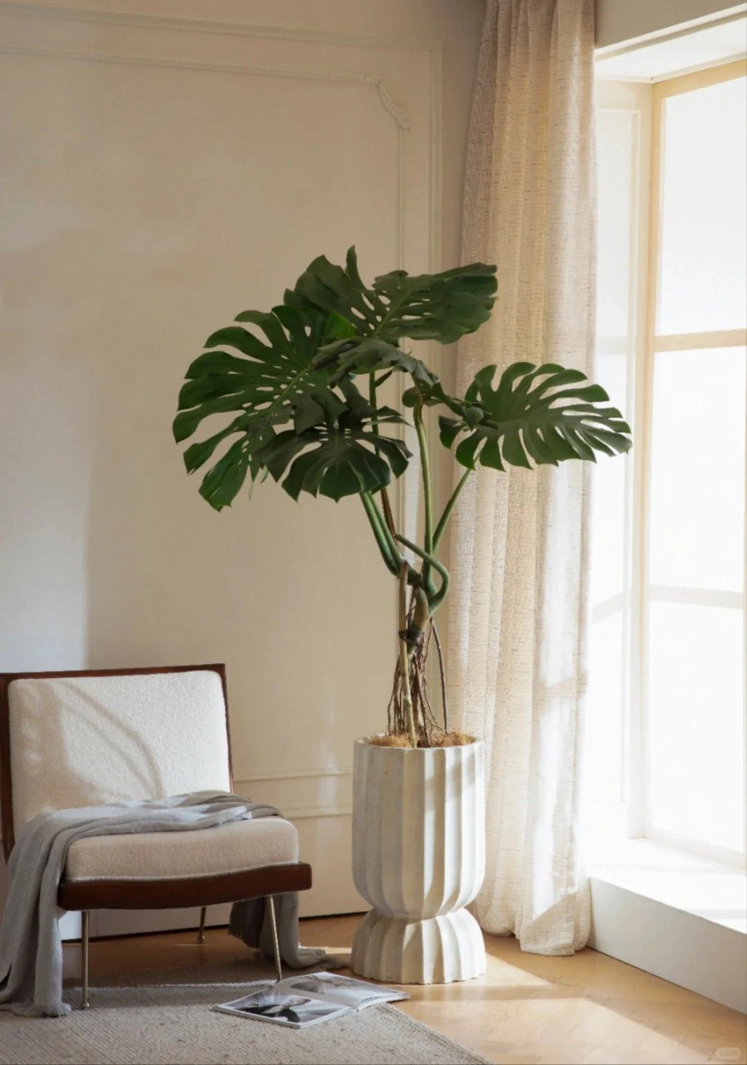 Monstera 🌿｜Recommended green plants for home