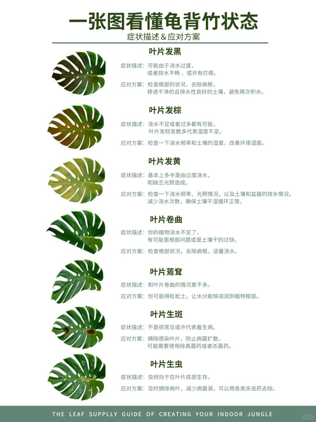 One picture to understand 7 common diseases of Monstera and their treatment solutions