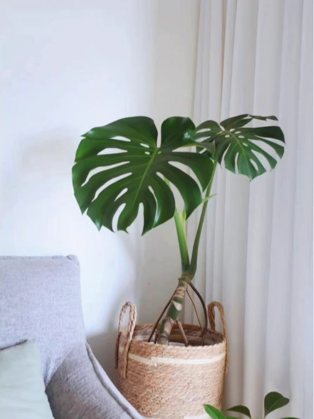 "Monstera"