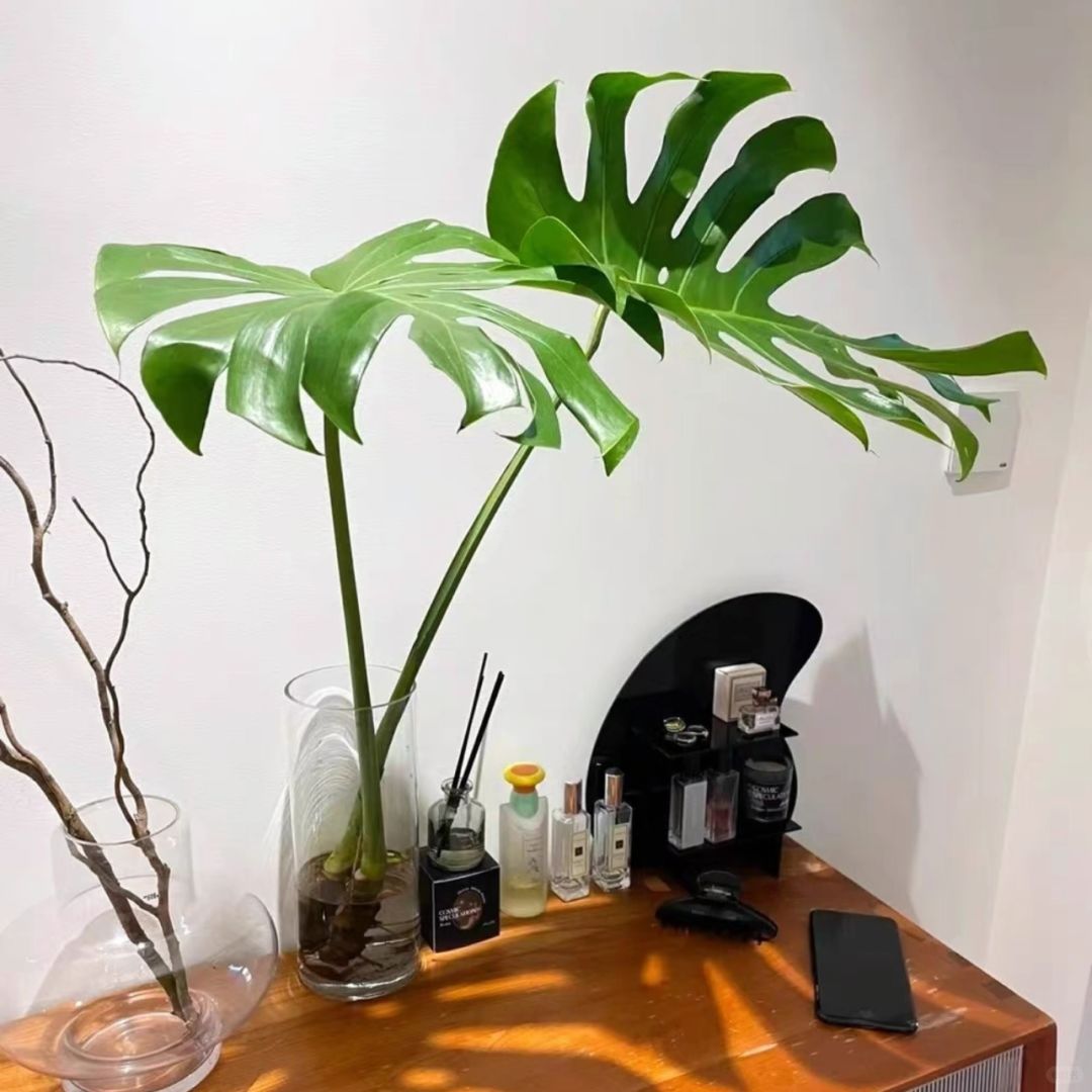 "Monstera"