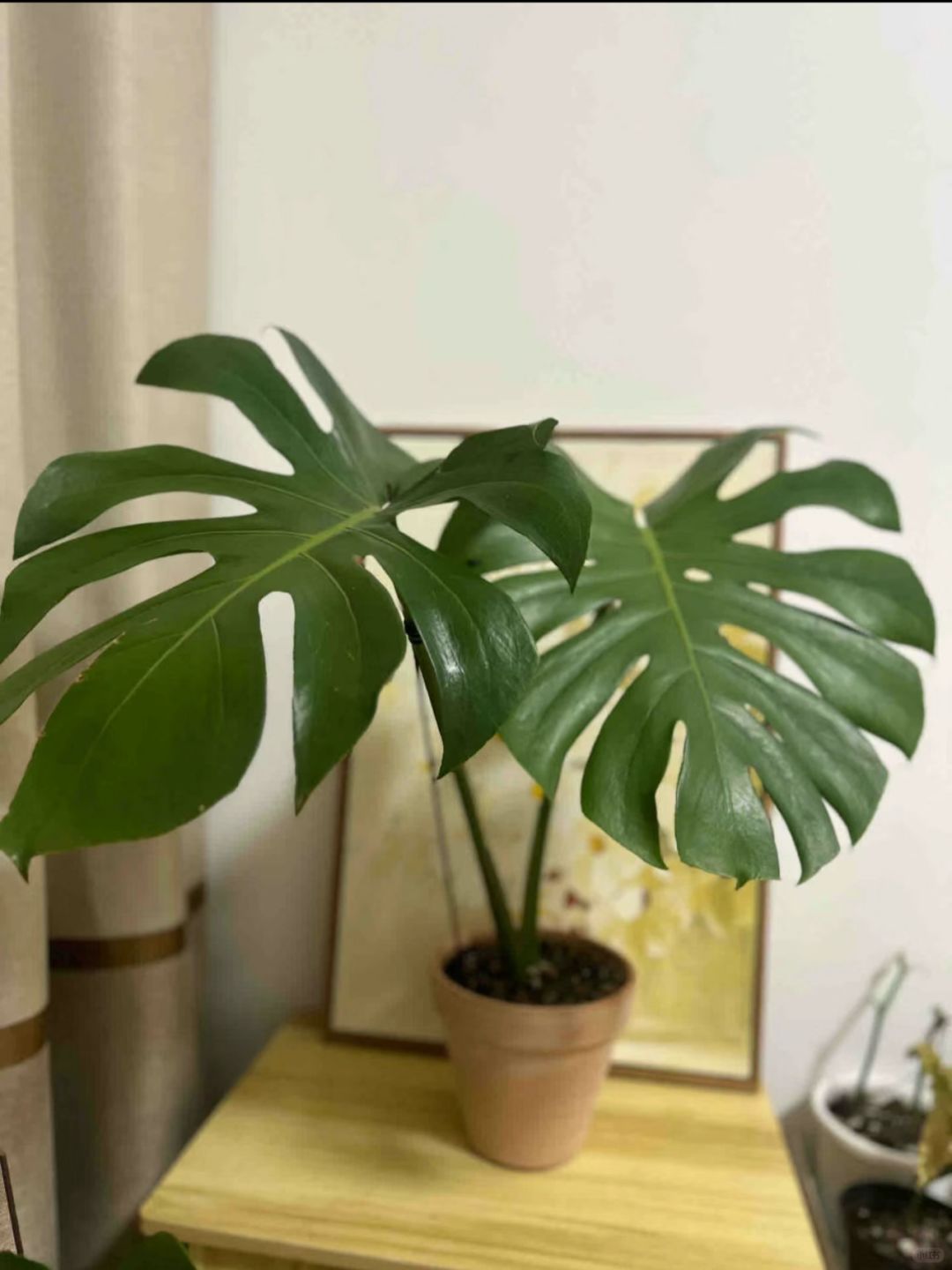 "Monstera"