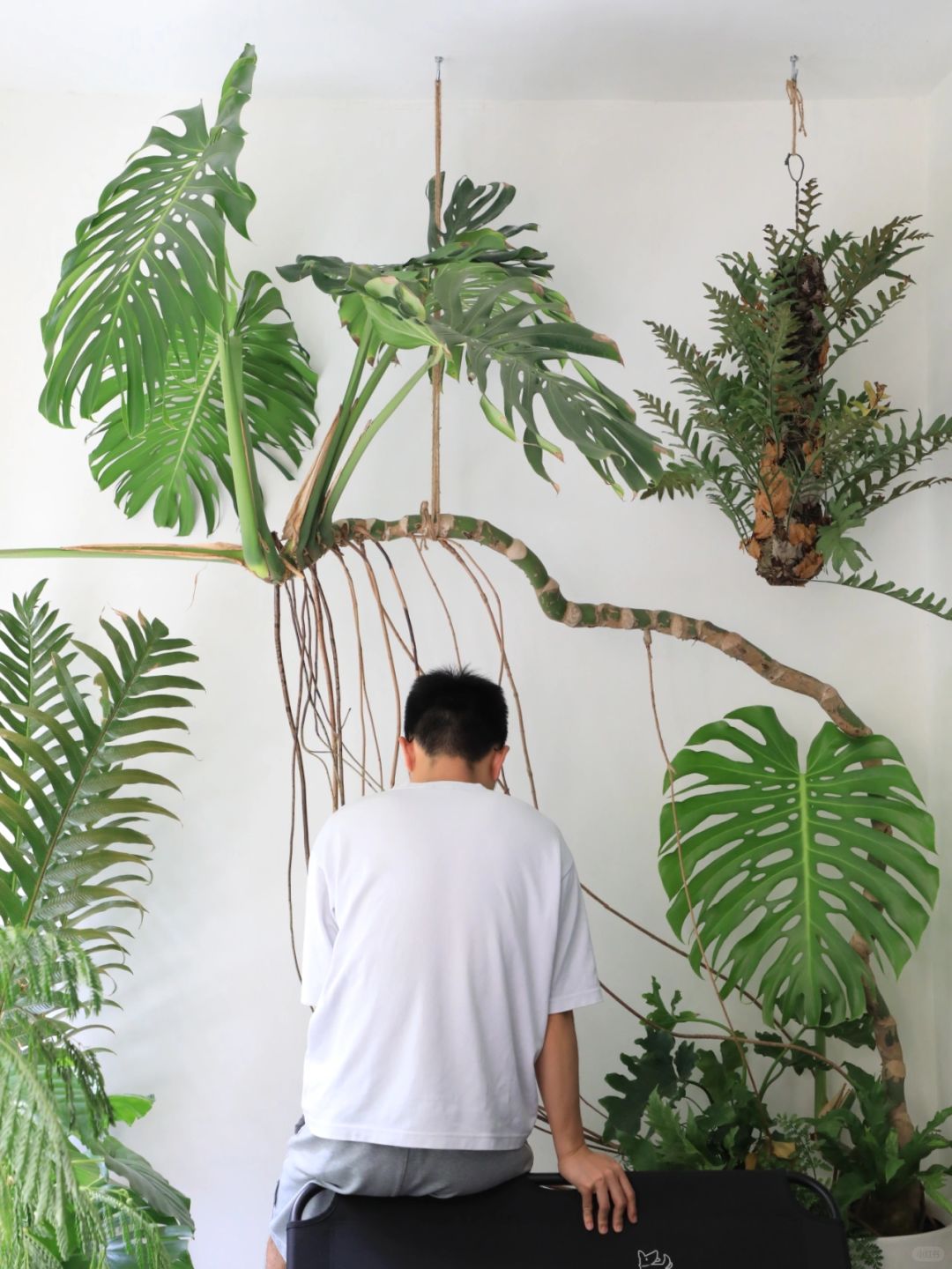 The ideal Monstera