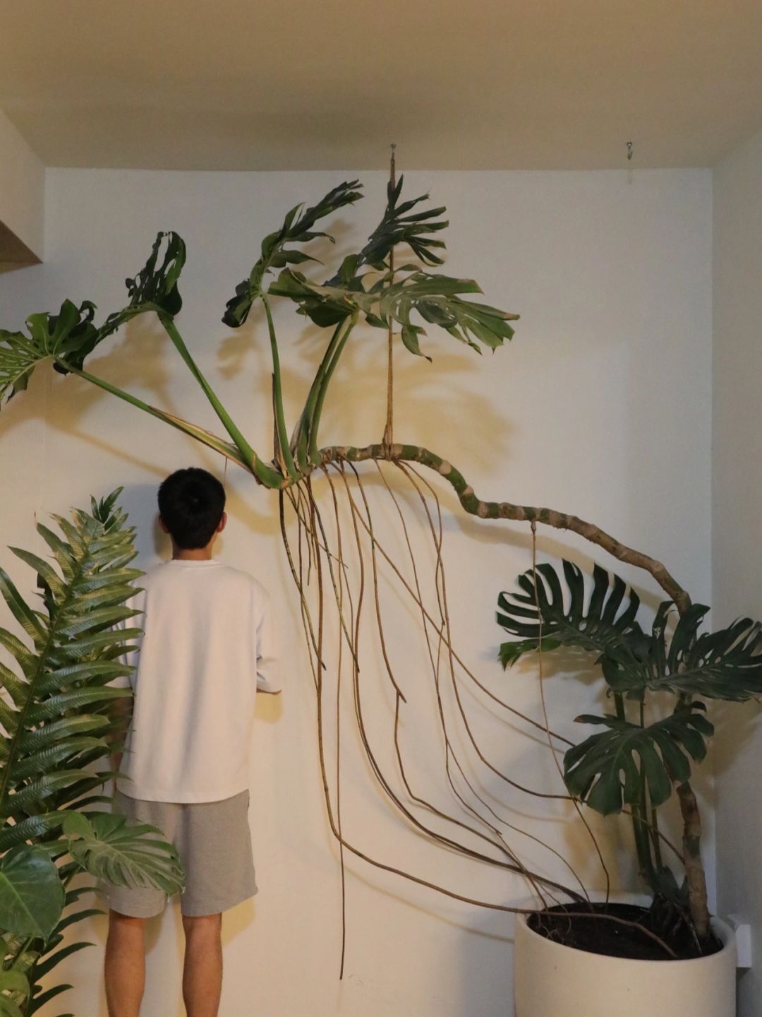 The ideal Monstera