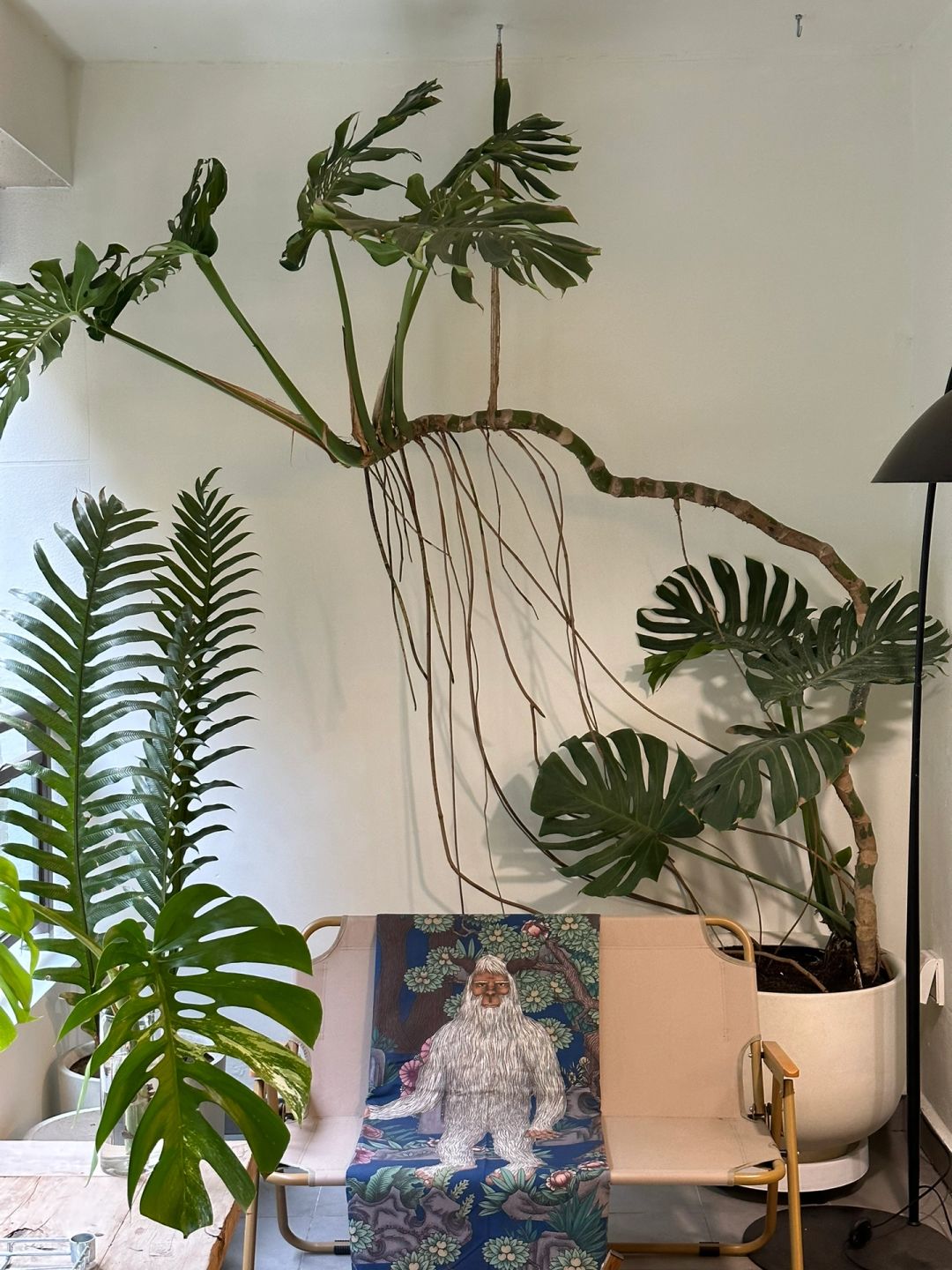 The ideal Monstera