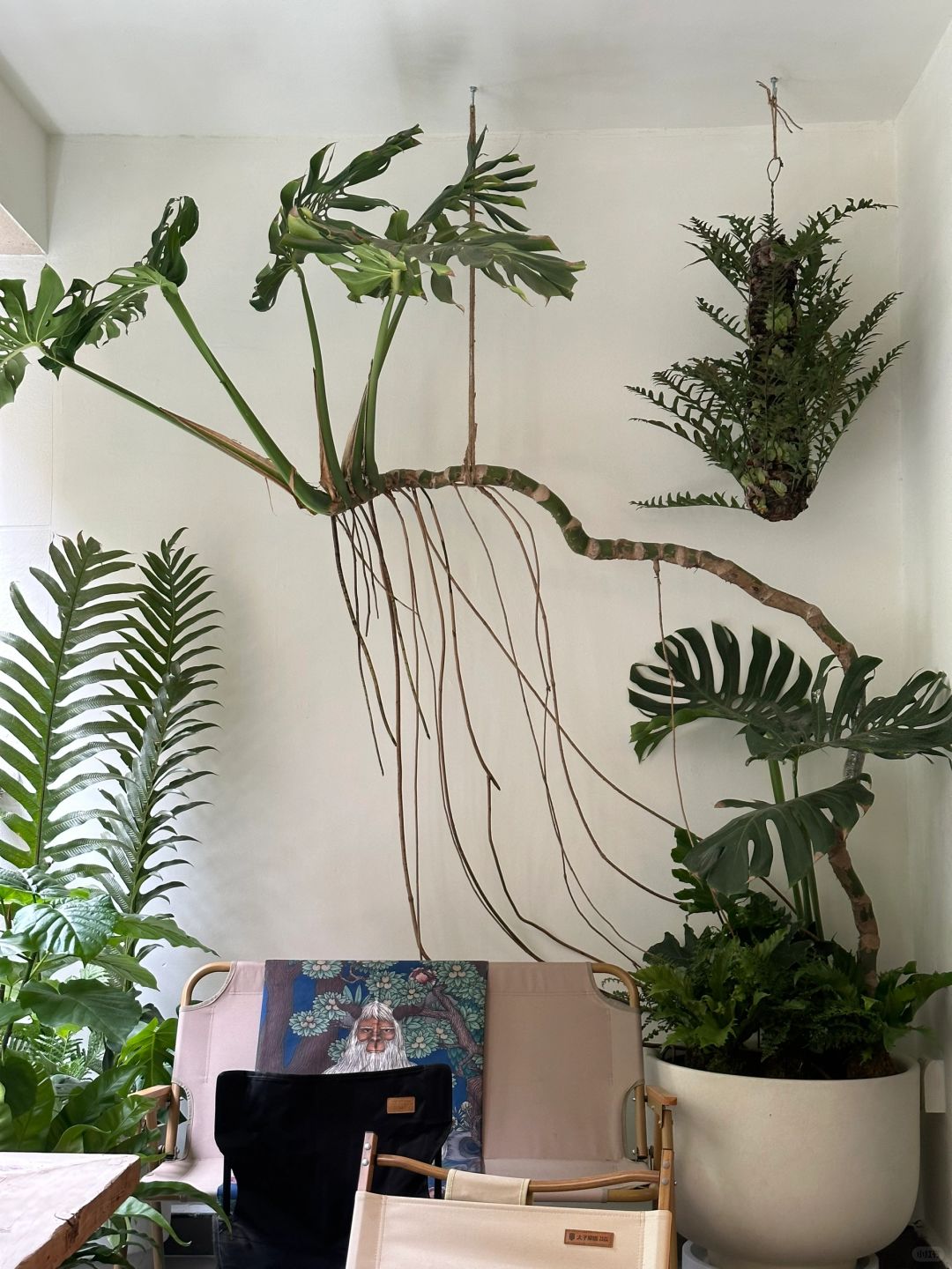 The ideal Monstera