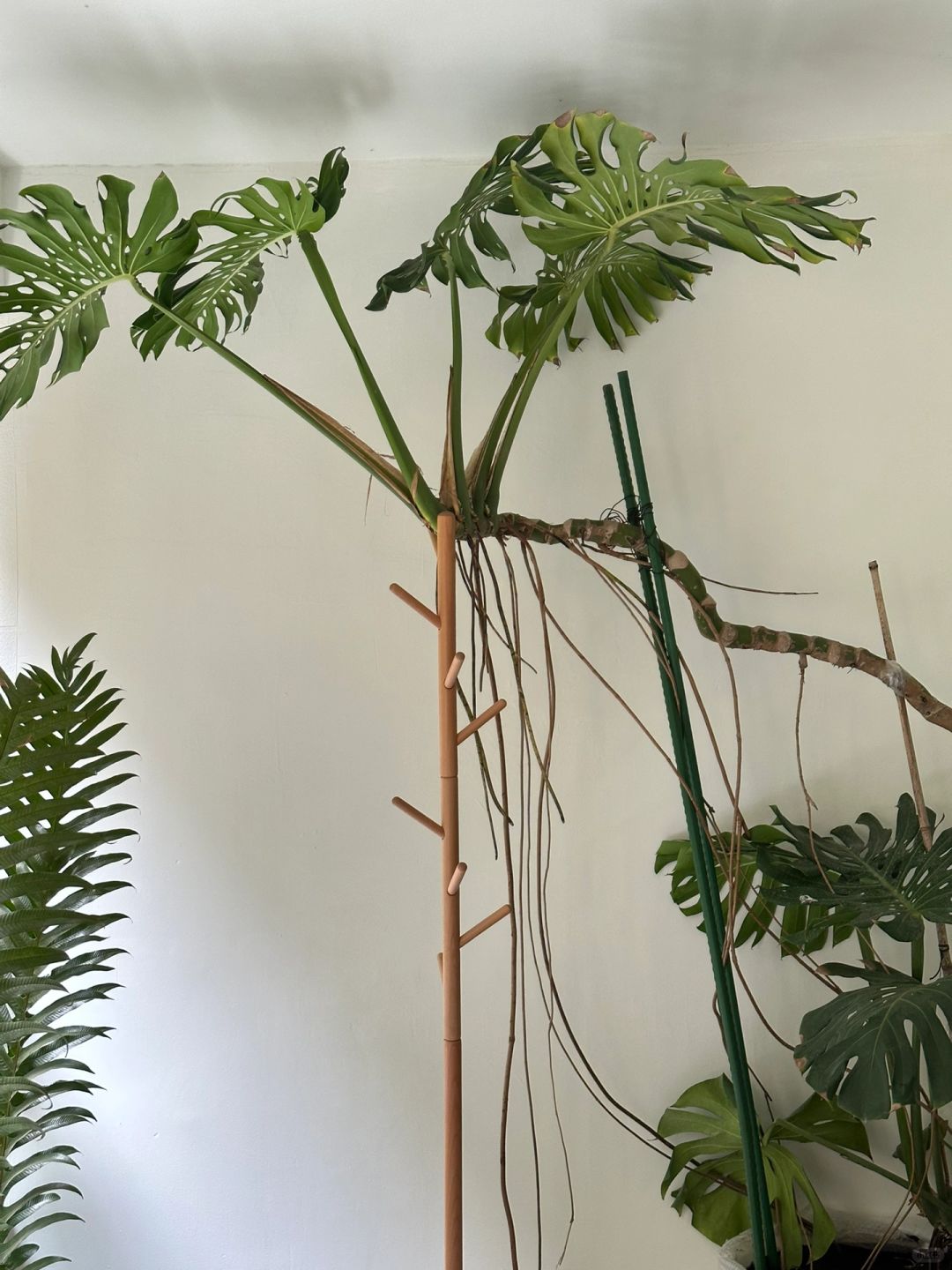 The ideal Monstera