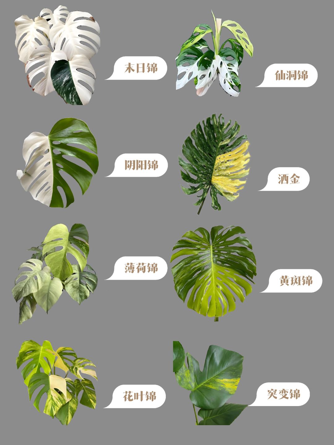 ✨🌿The Metaverse of the Brocade Monstera! ! ! ! 🌿✨Hot