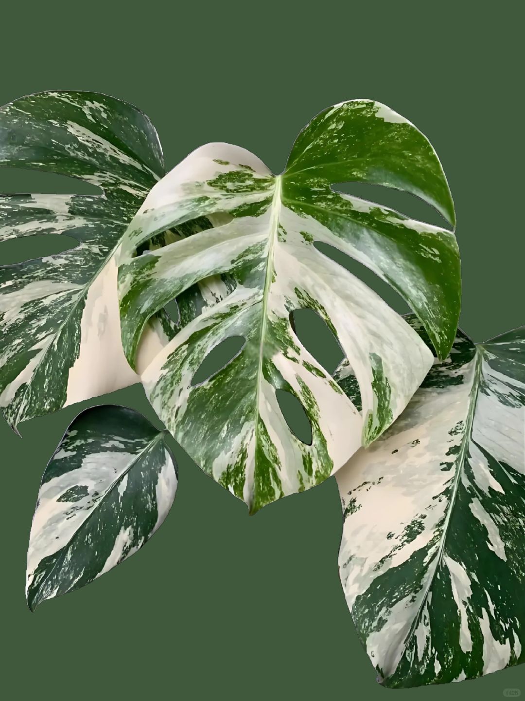 ✨🌿The Metaverse of the Brocade Monstera! ! ! ! 🌿✨Hot