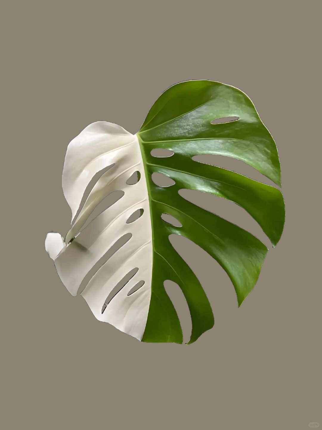 ✨🌿The Metaverse of the Brocade Monstera! ! ! ! 🌿✨Hot