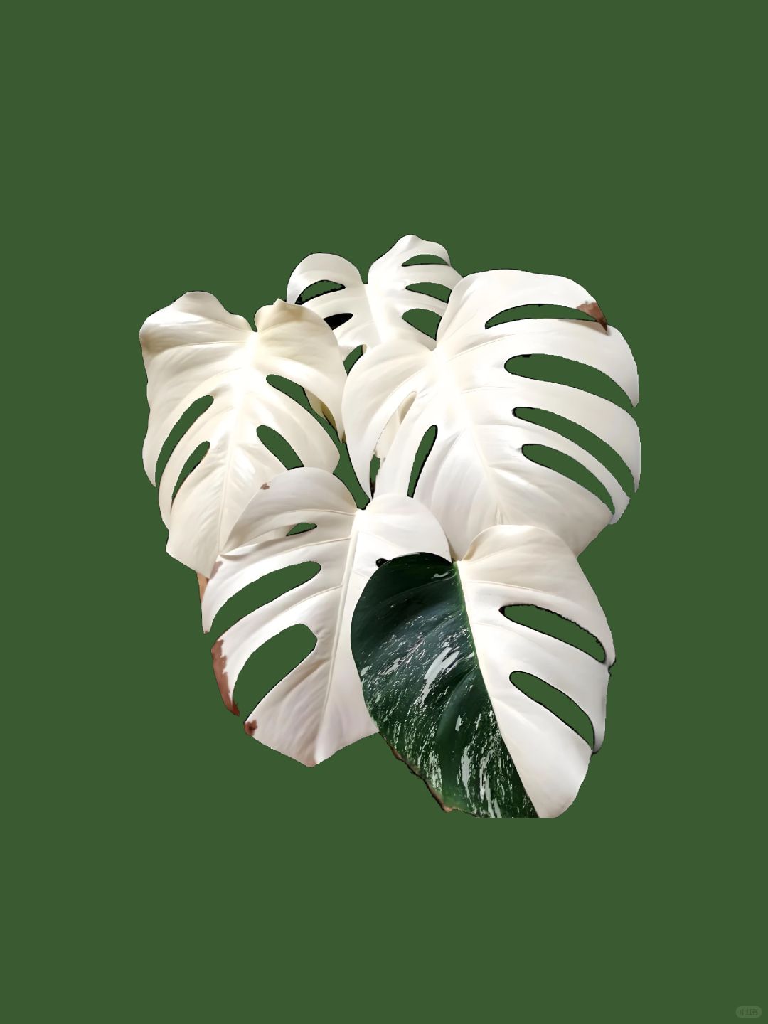 ✨🌿The Metaverse of the Brocade Monstera! ! ! ! 🌿✨Hot