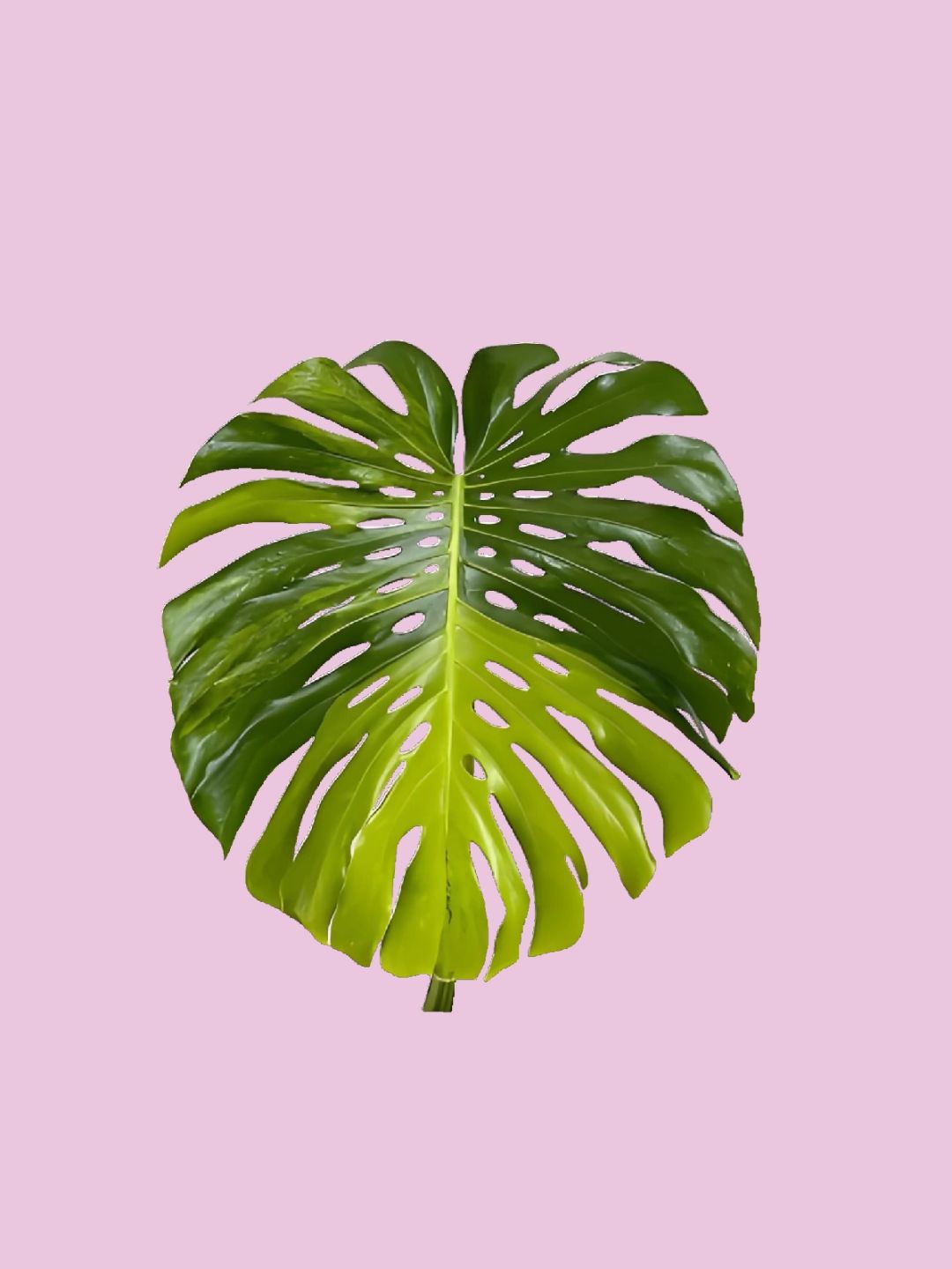 ✨🌿The Metaverse of the Brocade Monstera! ! ! ! 🌿✨Hot