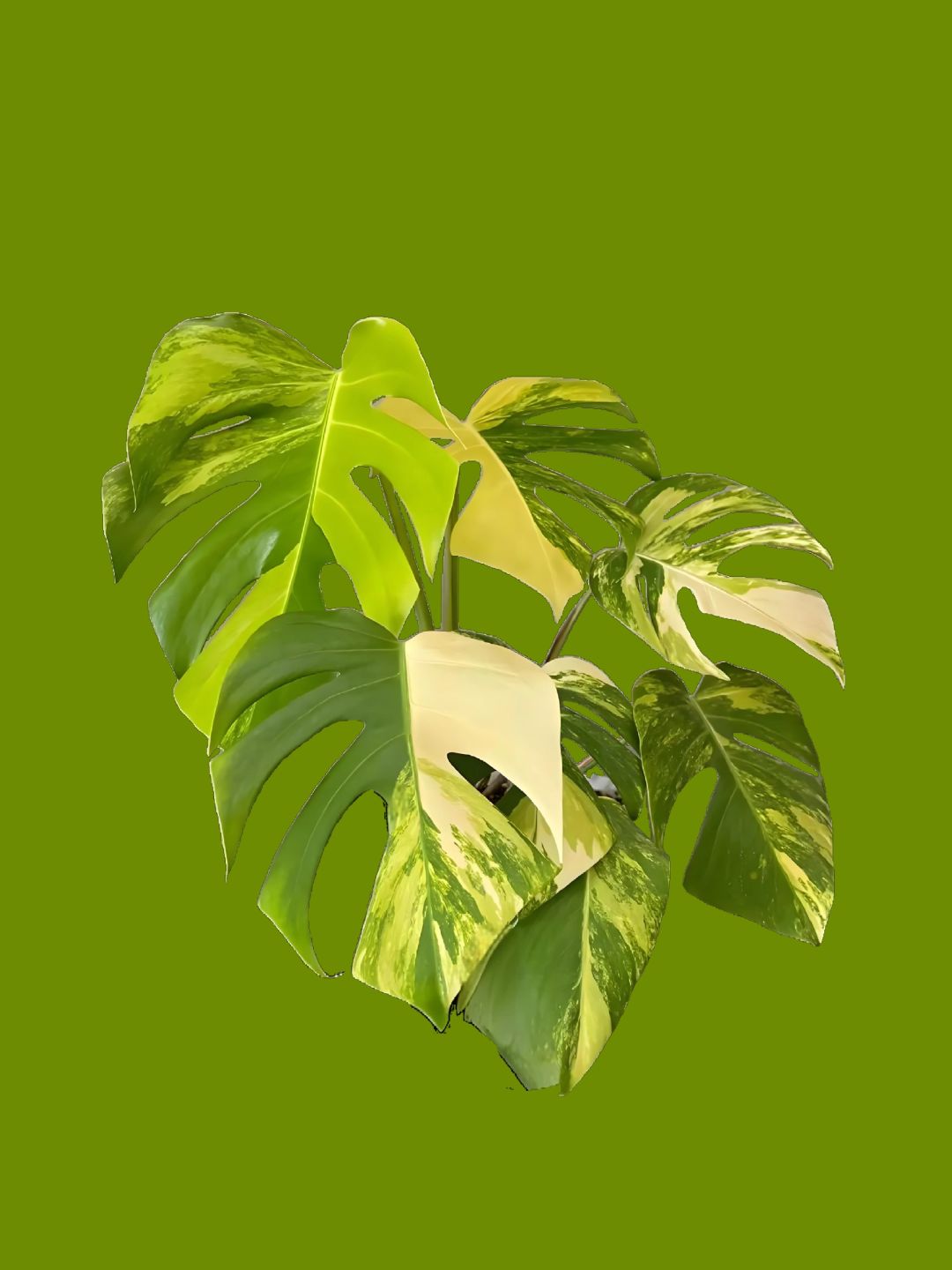 ✨🌿The Metaverse of the Brocade Monstera! ! ! ! 🌿✨Hot