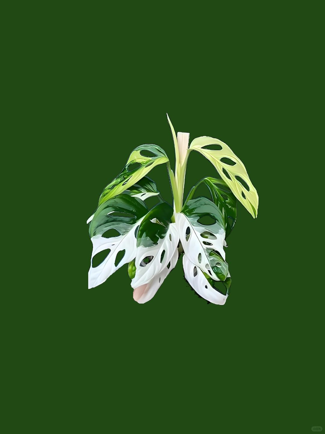 ✨🌿The Metaverse of the Brocade Monstera! ! ! ! 🌿✨Hot