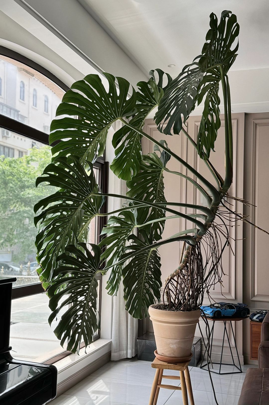 The weather is great for sunbathing my Monstera ♡