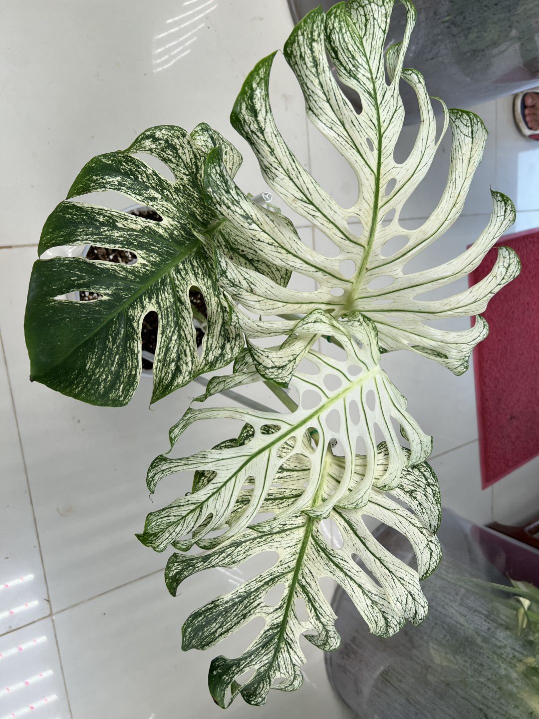 Top 9 Monstera Industry Trends