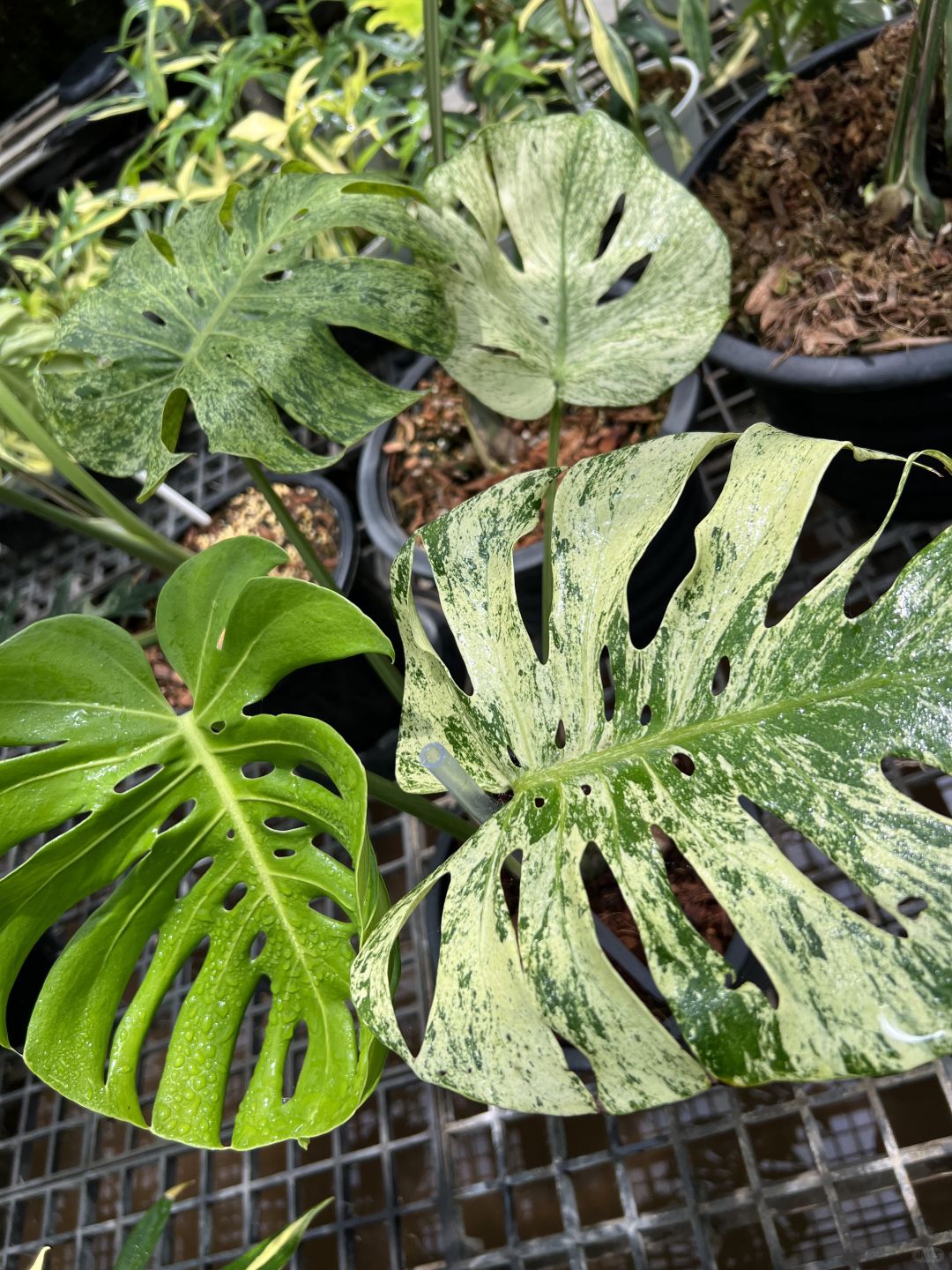 Top 9 Monstera Industry Trends