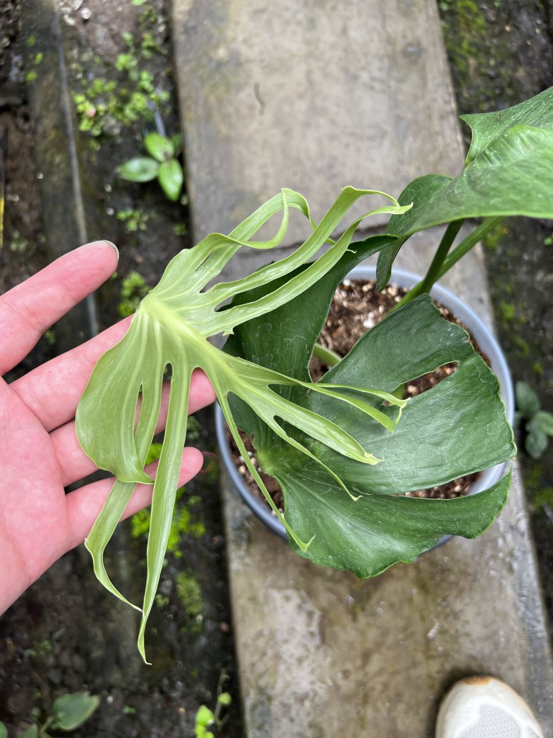 Top 9 Monstera Industry Trends