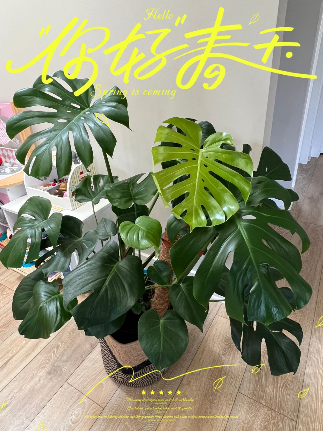 What does the Monstera I bought at Costco for 19.99 look like three months later?