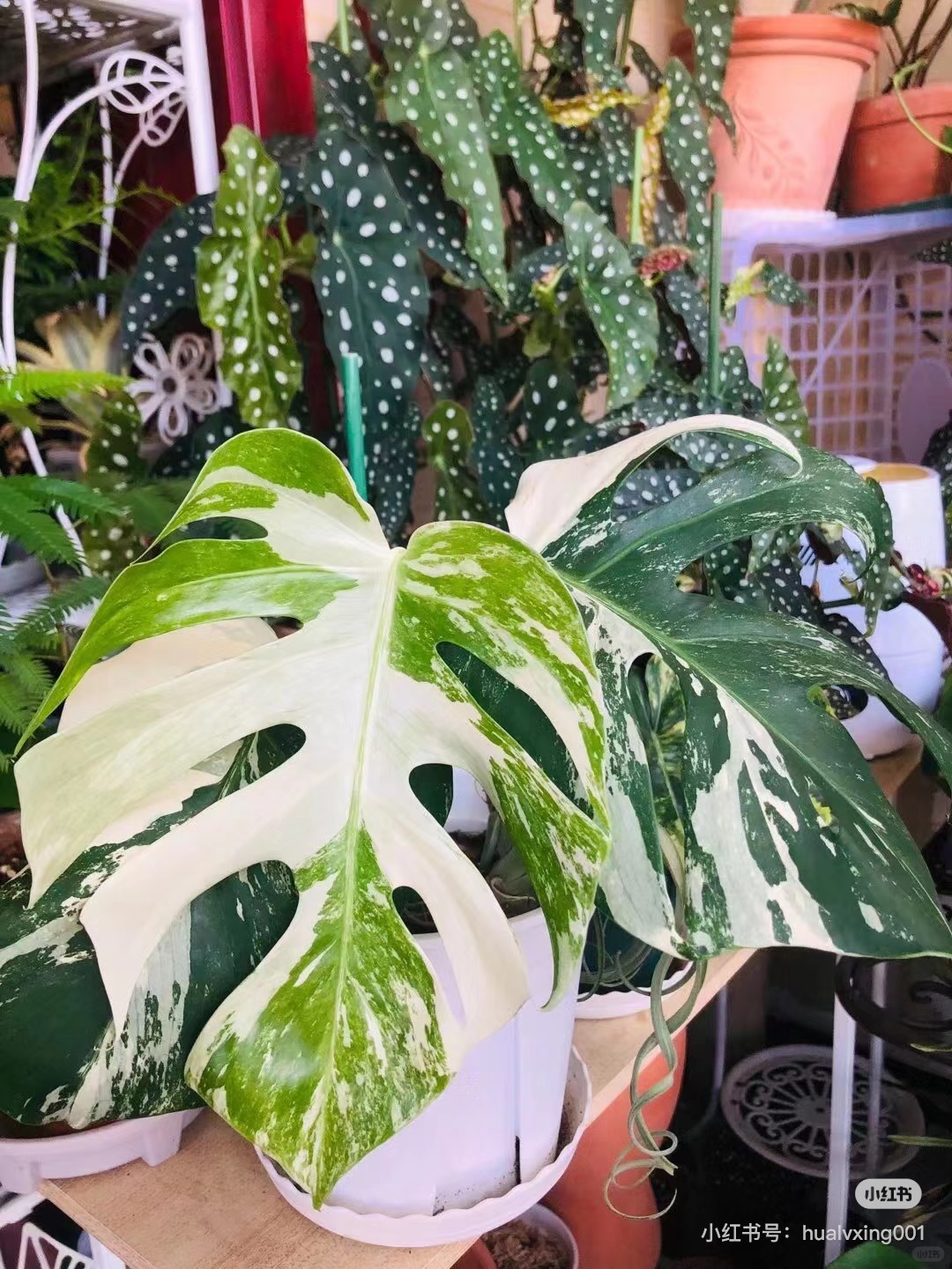 Whose Monstera lives in a mansion? Yes! It's mine!