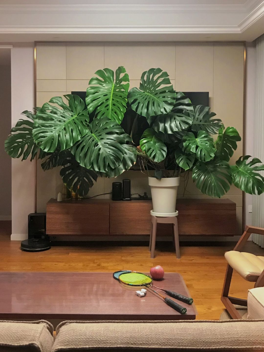 Will you regret raising Monstera?